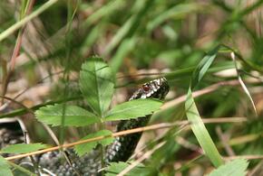 Серпентологи рассказали, как вести себя, чтобы не провоцировать змей