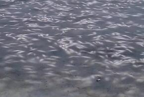 Десятки тонн рыбы погибли в реке Ея в Краснодарском крае  — власти бездействуют