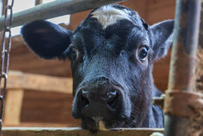 Фермерское хозяйство в Краснодарском крае использовало инфицированных животных для воспроизводства стада