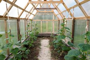 Готовим теплицу