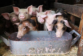 Религиозные и культурные причины