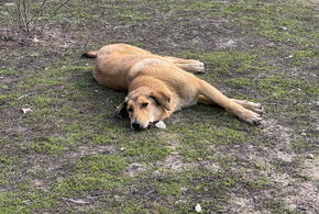 Какой-то ненормальный расстреливает собак из арбалета в Новороссийске