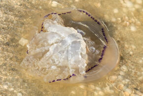 В воде зафиксированы экстремальные показатели