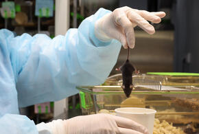 Мужские и женские сердца по-разному переносят стресс