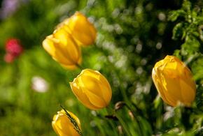 Цветы на клумбе