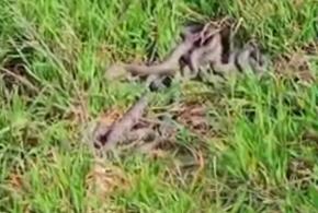 «Наши подружки уже повылазили»: жители Ейска сообщают о нашествии огромных змей