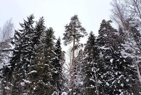 Нашла подземное убежище и стала отшельницей: уроженка Кубани добровольно поселилась в пещере в диком лесу, чтобы молиться 