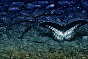 Новый вид бабочки обнаружили в России