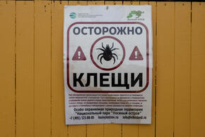 Они специально преследуют человека: клещи-мутанты быстро распространяются по Краснодарскому краю