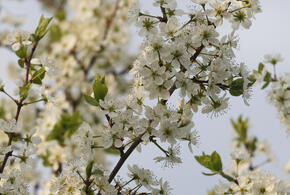 Период с 20 по 31 марта обещает быть насыщенным внутренними переживаниями, когда накопившиеся обиды, сомнения и усталость выйдут наружу