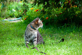 Потепление в Краснодарском крае: прогноз погоды на неделю с 9 по 15 марта