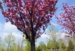 Появился сервис, который называет точную дату цветения сакуры в парке Галицкого