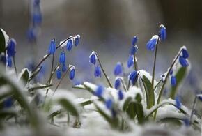 Подснежники
