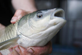 13-летний ростовчанин вытащил сазана-гиганта