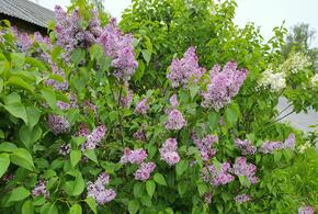 Какая погода ожидает краснодарцев и жителей черноморского побережья