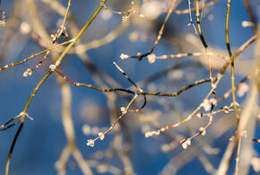 В ряде городов фиксируют высокий уровень концентрации аллергенов