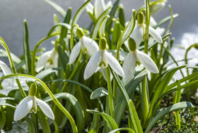 Сорвал цветок — попал под статью: россиянам напомнили о наказании за сбор первоцветов. На Кубань пришла настоящая весна 