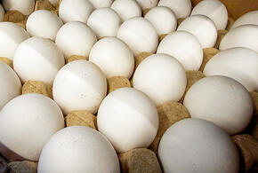 Стоимость яиц продолжает расти, рассказали в Росстате