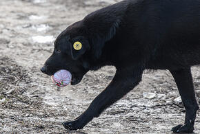 Свирепая собака искусала  сразу пять человек в Новороссийске, возбуждено уголовное дело
