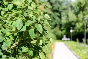 О подробностях рассказал мэр города Евгений Наумов