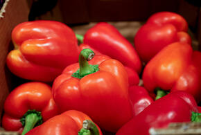 В Краснодаре выявили продукт из Ирана с опасным вредителем. Товар не стали отправлять обратно