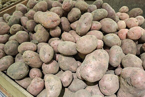 В Краснодарский край завезли импортный картофель с опасными насекомыми