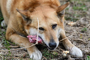 В Сочи назвали улицы, на которых проведут отлов бродячих собак