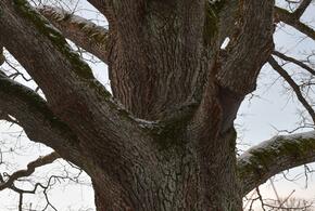 В Сочи обследовали старейший дуб размером с 10-этажный дом