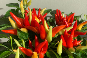 Возле дома твоего… огород не разводи: внушительный штраф грозит россиянам, решившим «похозяйничать» в общем дворе