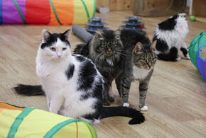 Почему никто не обратил внимания на зловонный смрад?