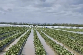 2500 за килограмм: дожди потопили клубничные плантации на Кубани. Этим летом лакомство позволят себе только богачи?