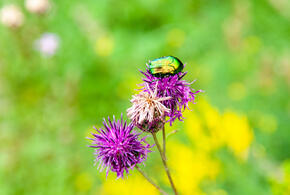 Антициклон принёс в Краснодарский край долгожданное тепло