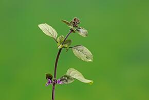 Как листья привычного растения защищают мозг и улучшают память 