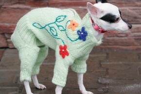 Шерстяной комбинезон для собаки