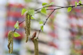 Березовые почки