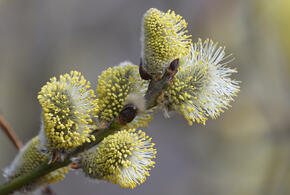 Что можно и нельзя делать в Вербное воскресенье. Православные верующие отмечают праздник 5 апреля