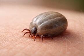 Что ни в коем случае нельзя делать при укусе клеща? Уберите масло в сторону