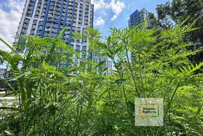 Чтобы не страдать: как кубанцам защитить себя от аллергии дома. Несколько простых и действенных правил