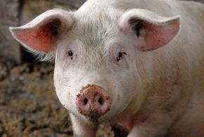 Свинья на ферме