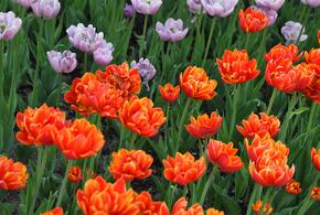 Патрули усилили контроль, а жителей просят не покупать букеты с трасс