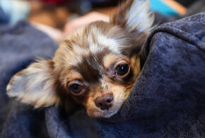 Две сотни собак заживо сгорели в российском регионе