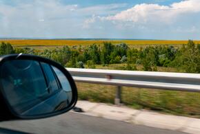 Пшеничное поле