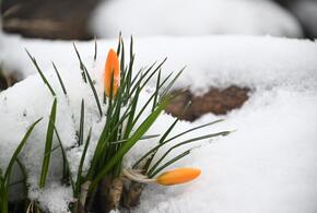 Цветы в снегу