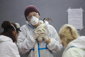 На помощь пернатым съезжаются добровольцы со всей страны