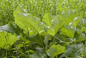 Как простой лопух помогает в борьбе с серьёзными заболеваниями