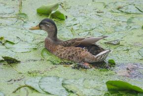 Утка в пруду