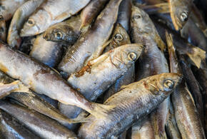 Кильку сомнительного происхождения завезли на Кубань