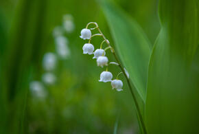 Ядовитые вещества в нежном цветке могут привести к серьёзным проблемам со здоровьем