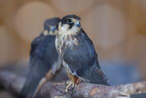 Крошечные, но хищные соколы вернулись из Африки в Сочи