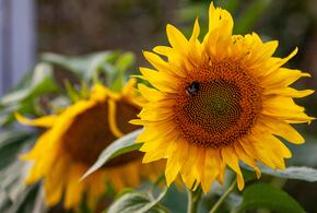 Подсолнухи